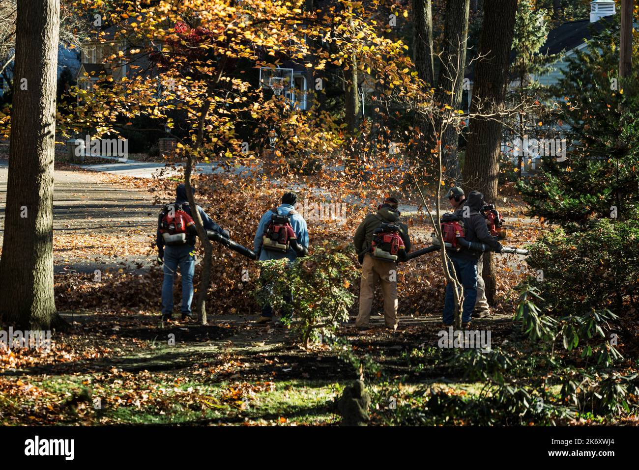 Yard workers blowing autumn leaves. Stock Photo