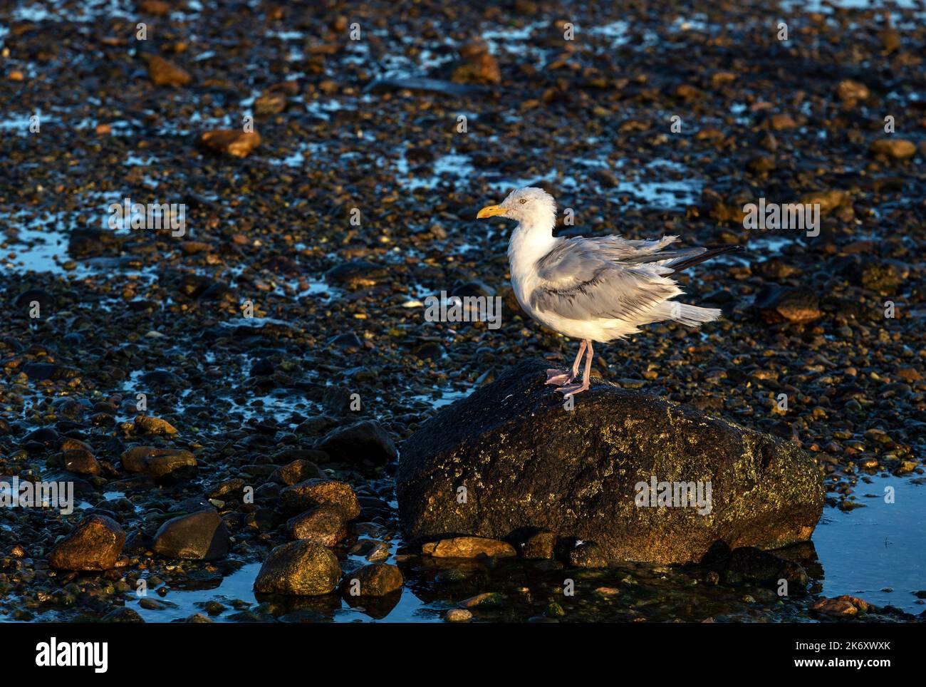 Seagull perched on a rock at low tide. Stock Photo