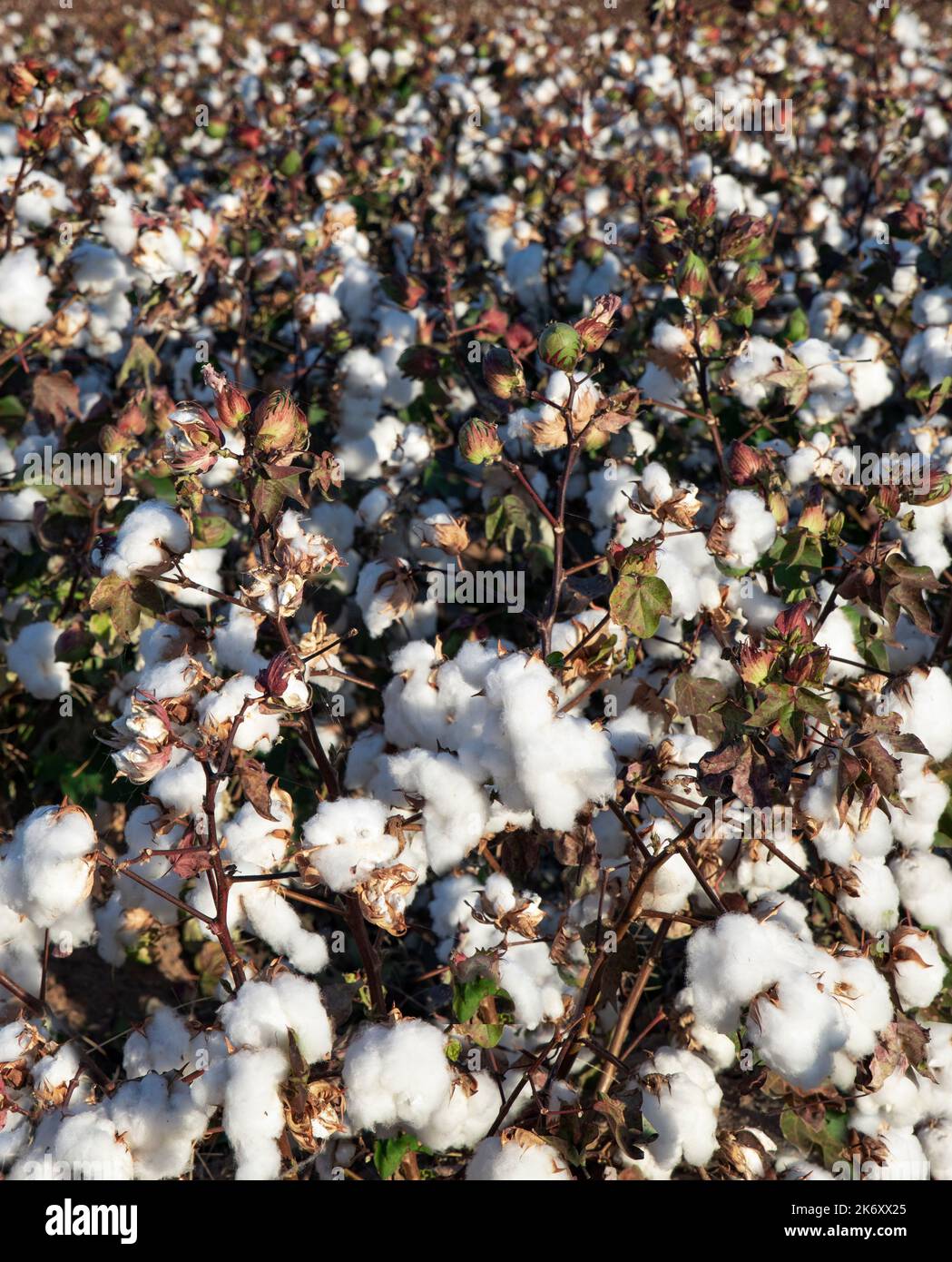 Cotton field in Arizona. Stock Photo