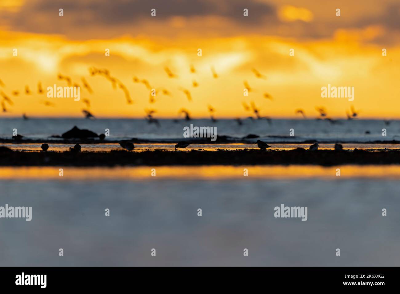 A group of small waders or shore birds flying along the Baltic sea in Germany Stock Photo