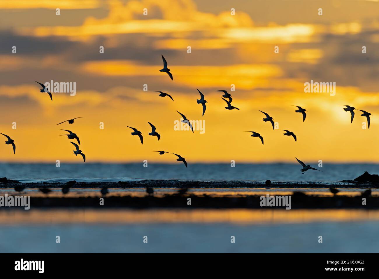 A group of small waders or shore birds flying along the Baltic sea in Germany Stock Photo