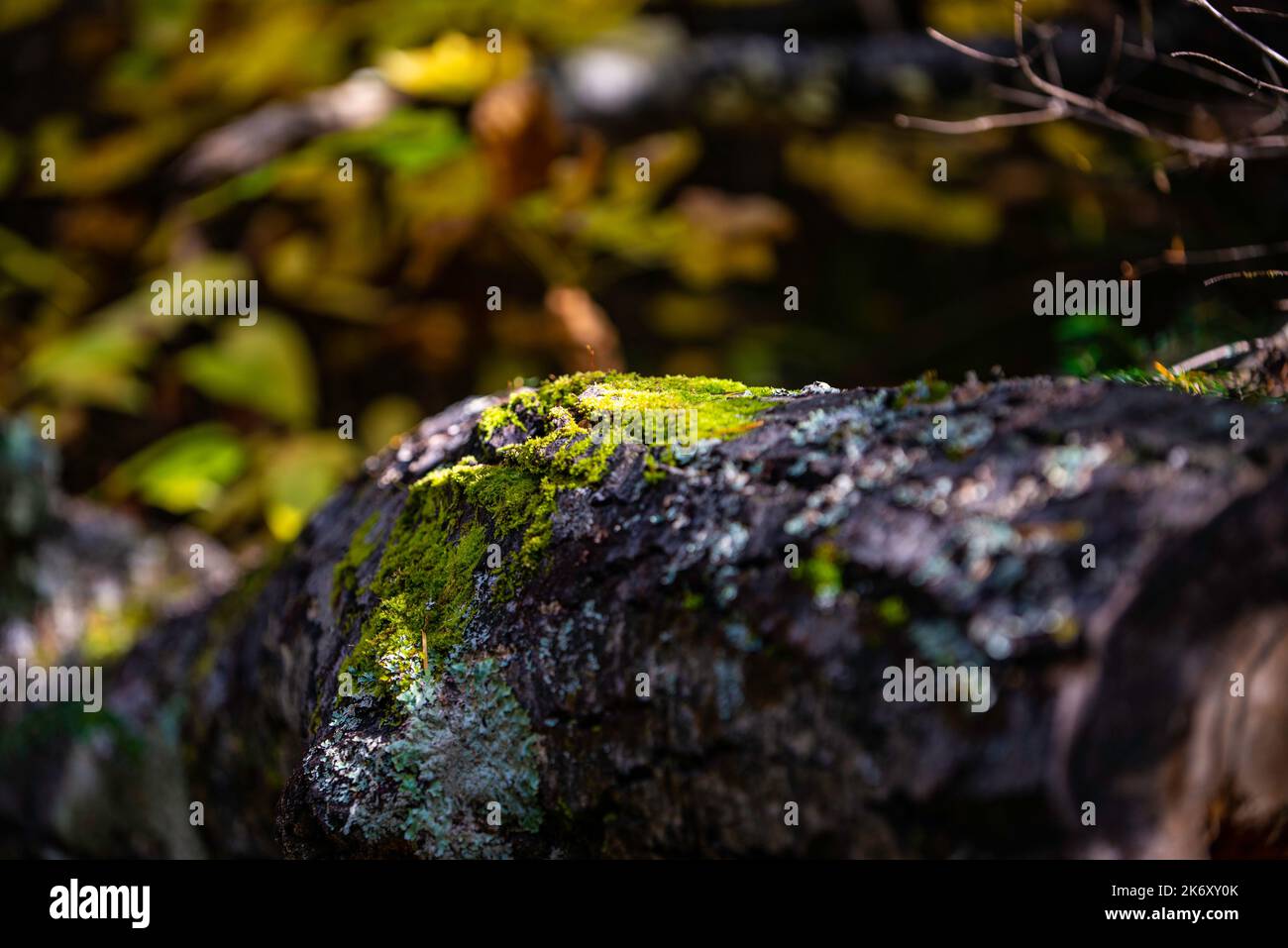 Mauricie National Park, Canada - Oct 10 2022: Mosse on a tranche in Mauricie National Park in Quebec Stock Photo