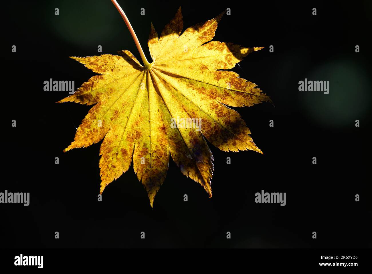 Leaf autumn season design hi-res stock photography and images - Alamy