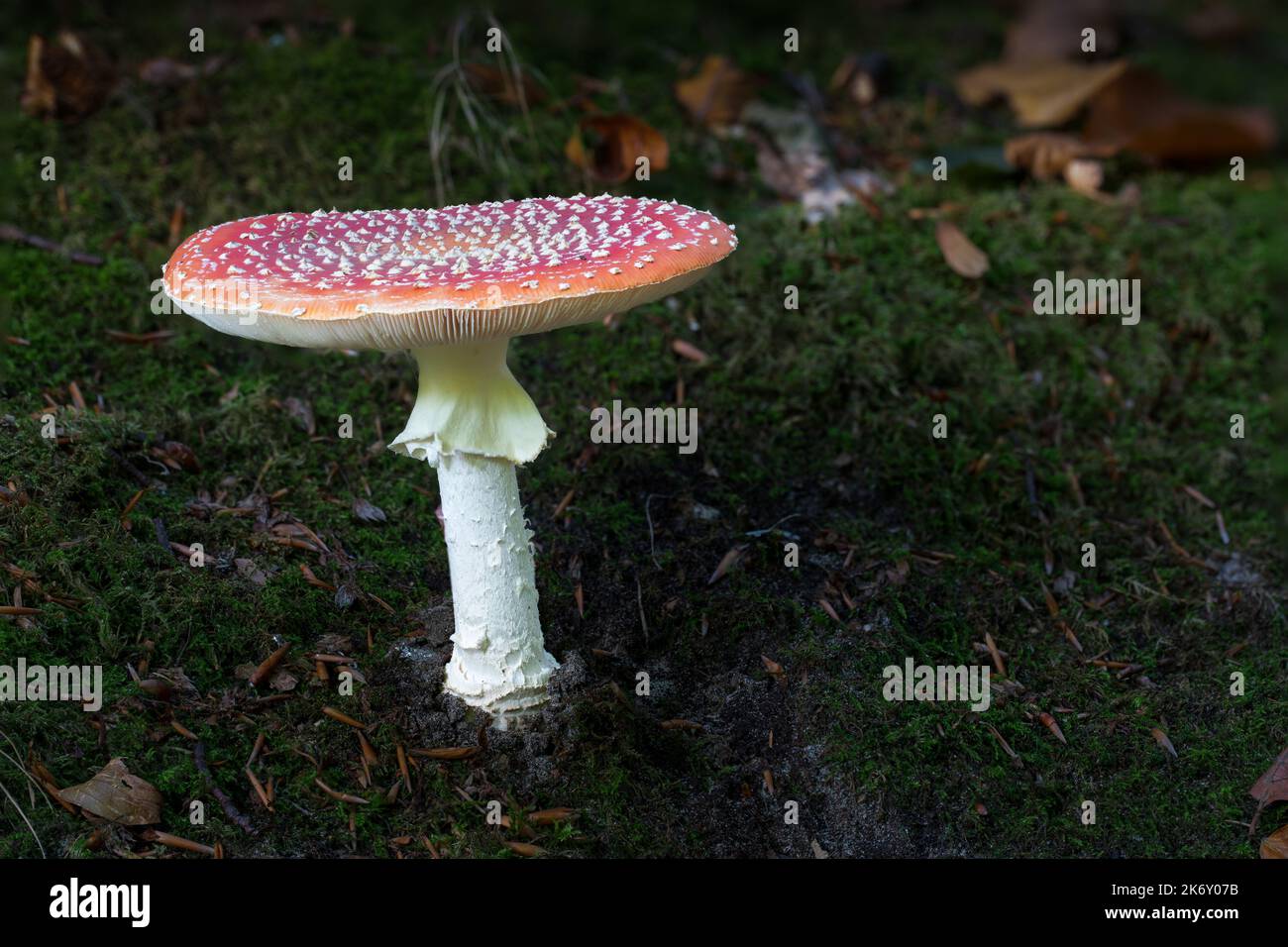 Close-up view of a fully grown fly agaric with spores in autumn on the forest floor Stock Photo