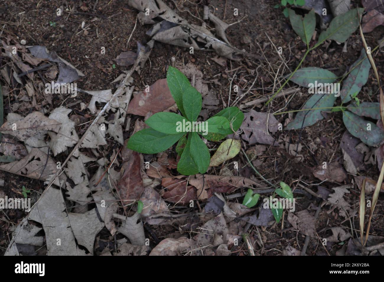 High angle view of a small Teak plant (Tectona Grandis) grows in a wild area at the wet zone of Sri Lanka Stock Photo