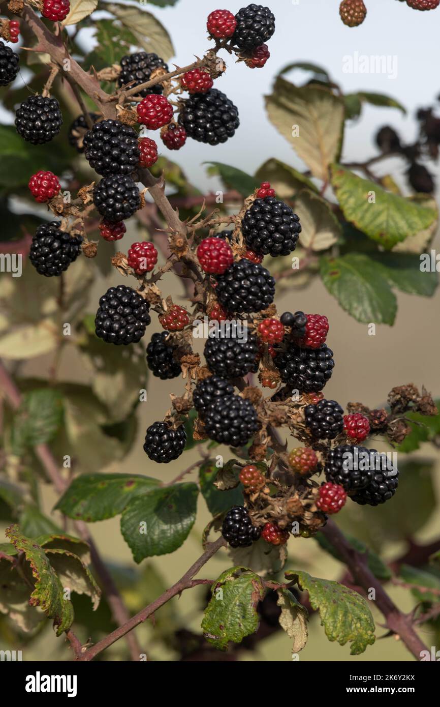 Blackberries in Autumn Stock Photo