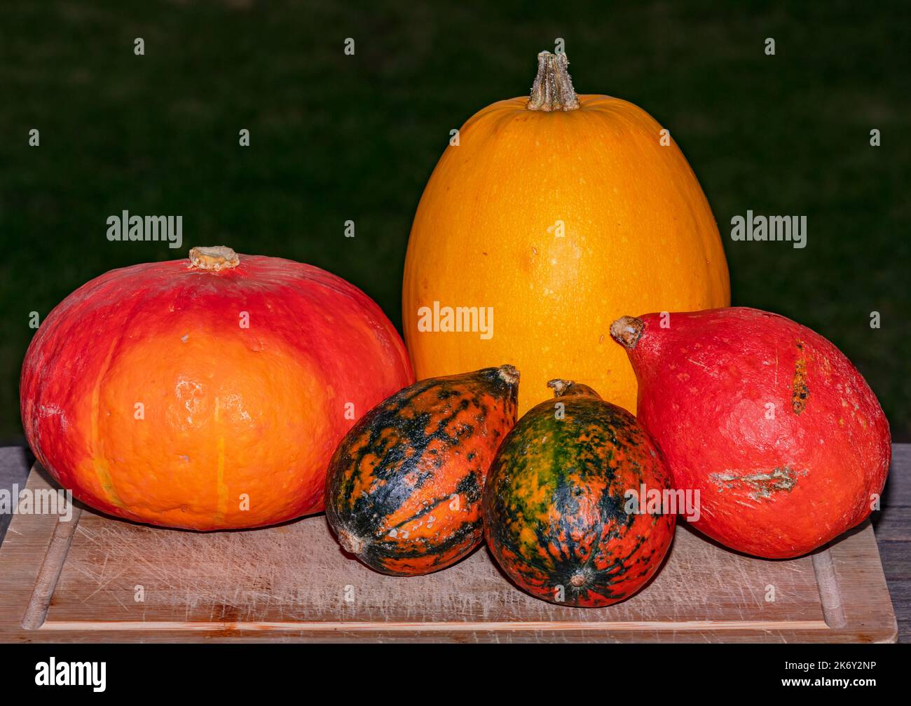 Several colored decorative pumpkins isolated on a table for Halloween in October Stock Photo