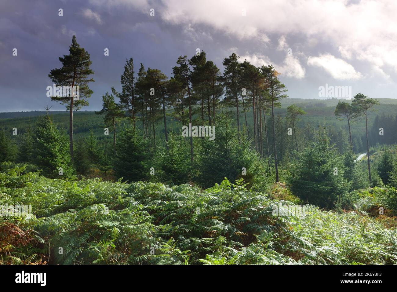 Tall Pine Trees dominating the landscape. Keilder Forest, Northumberland, England, UK. Stock Photo