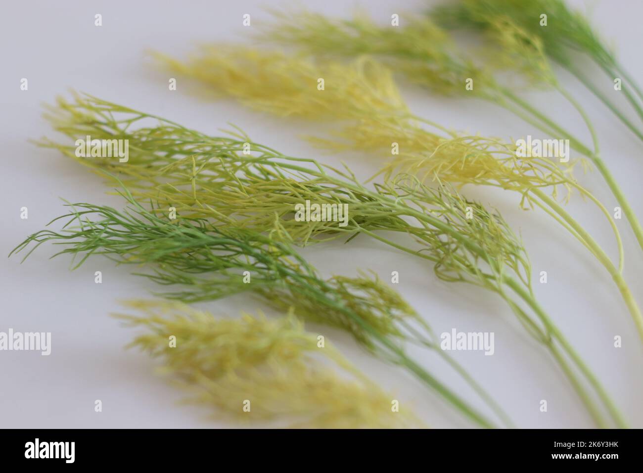 Withered dill Leaves turning yellow from green. These dill weeds has incredible therapeutic
