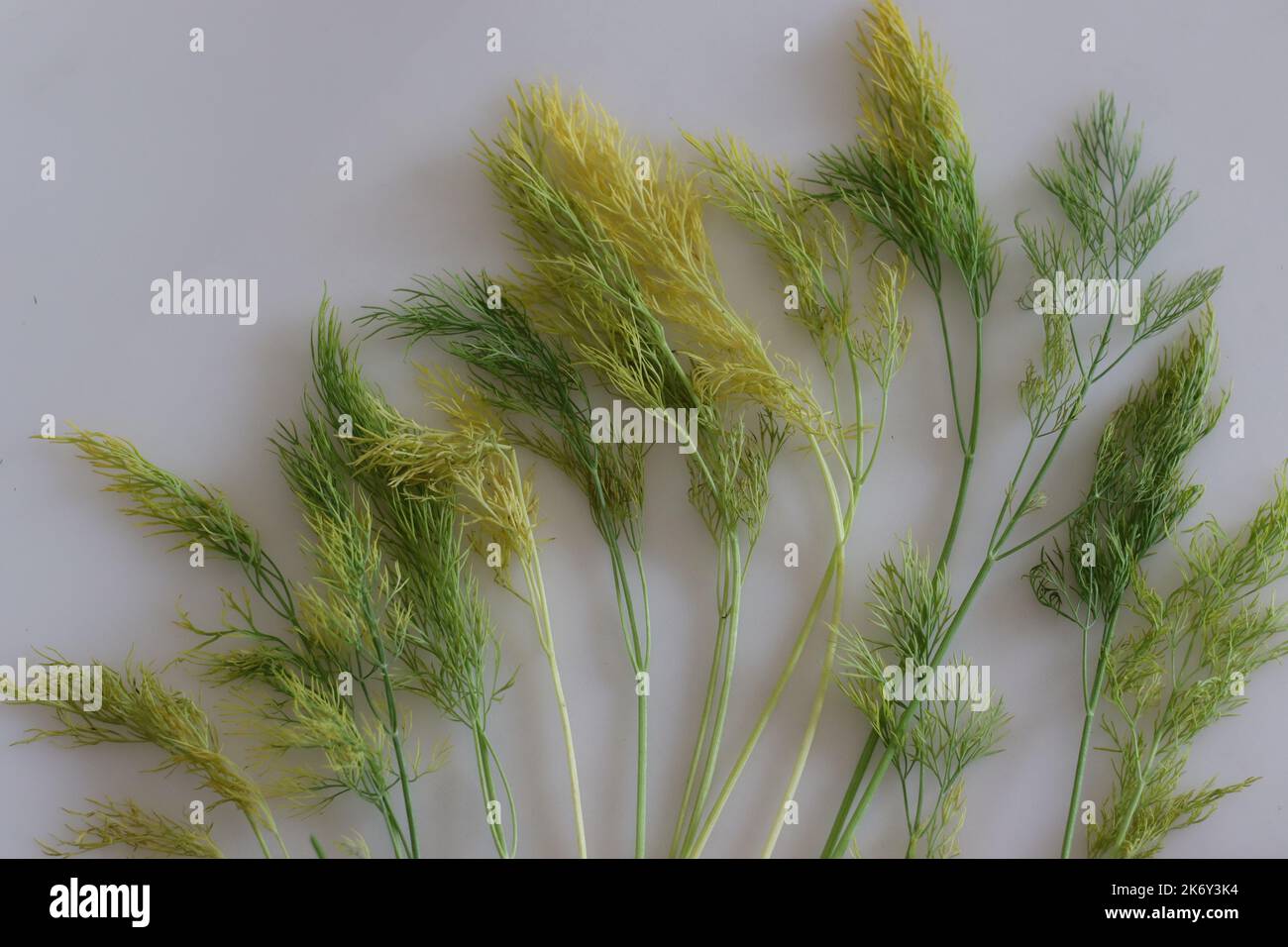 Withered dill Leaves turning yellow from green. These dill weeds has incredible therapeutic
