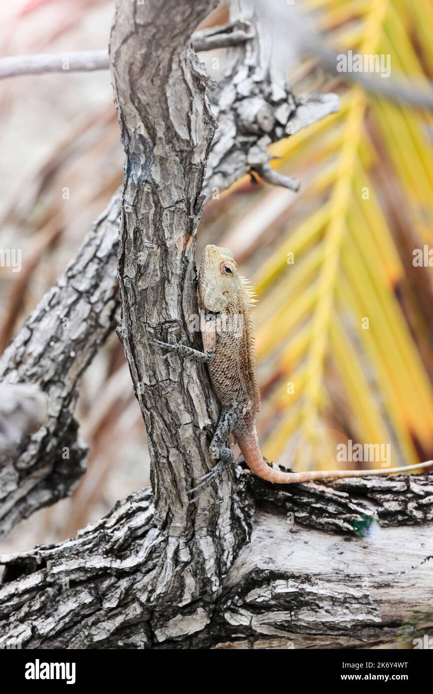 lizard on tree. vacation , wildlife, background and wallpaper concept. selective focus  Stock Photo