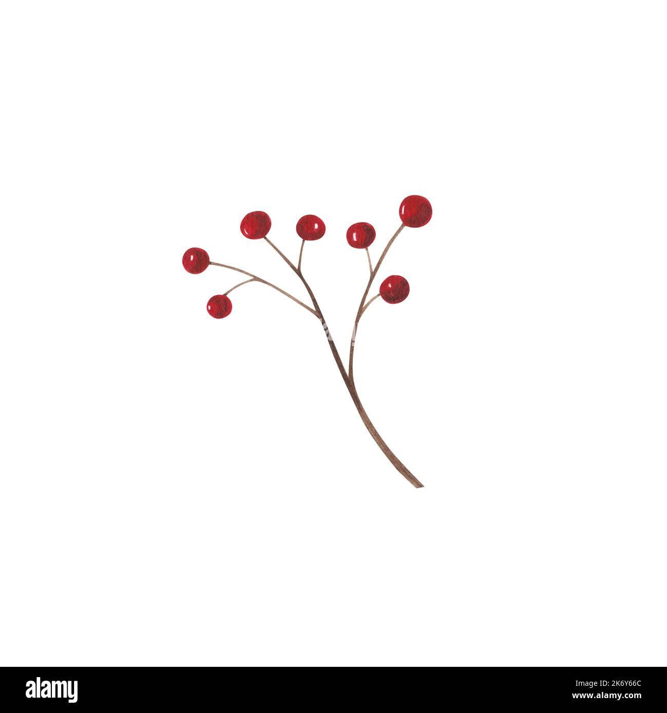 Christmas branch with red berries isolated on white background ...