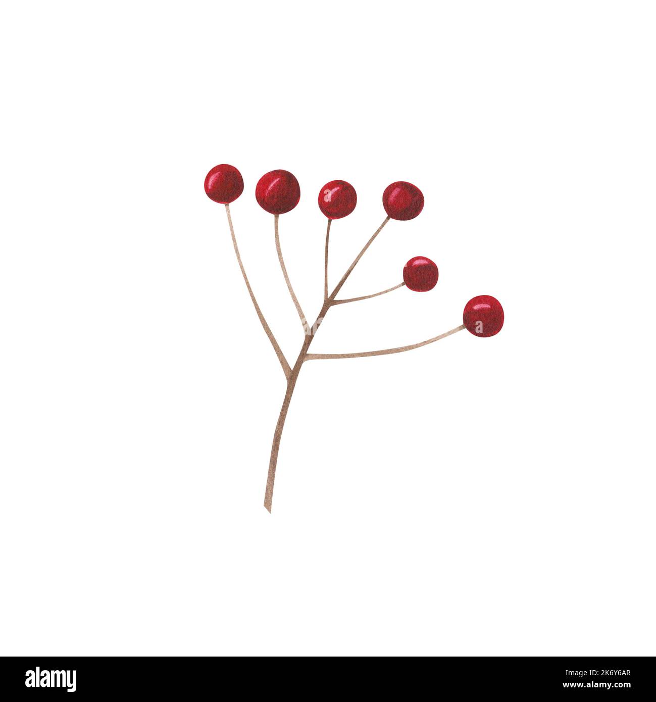 Christmas decoration branch with red berries isolated on white ...