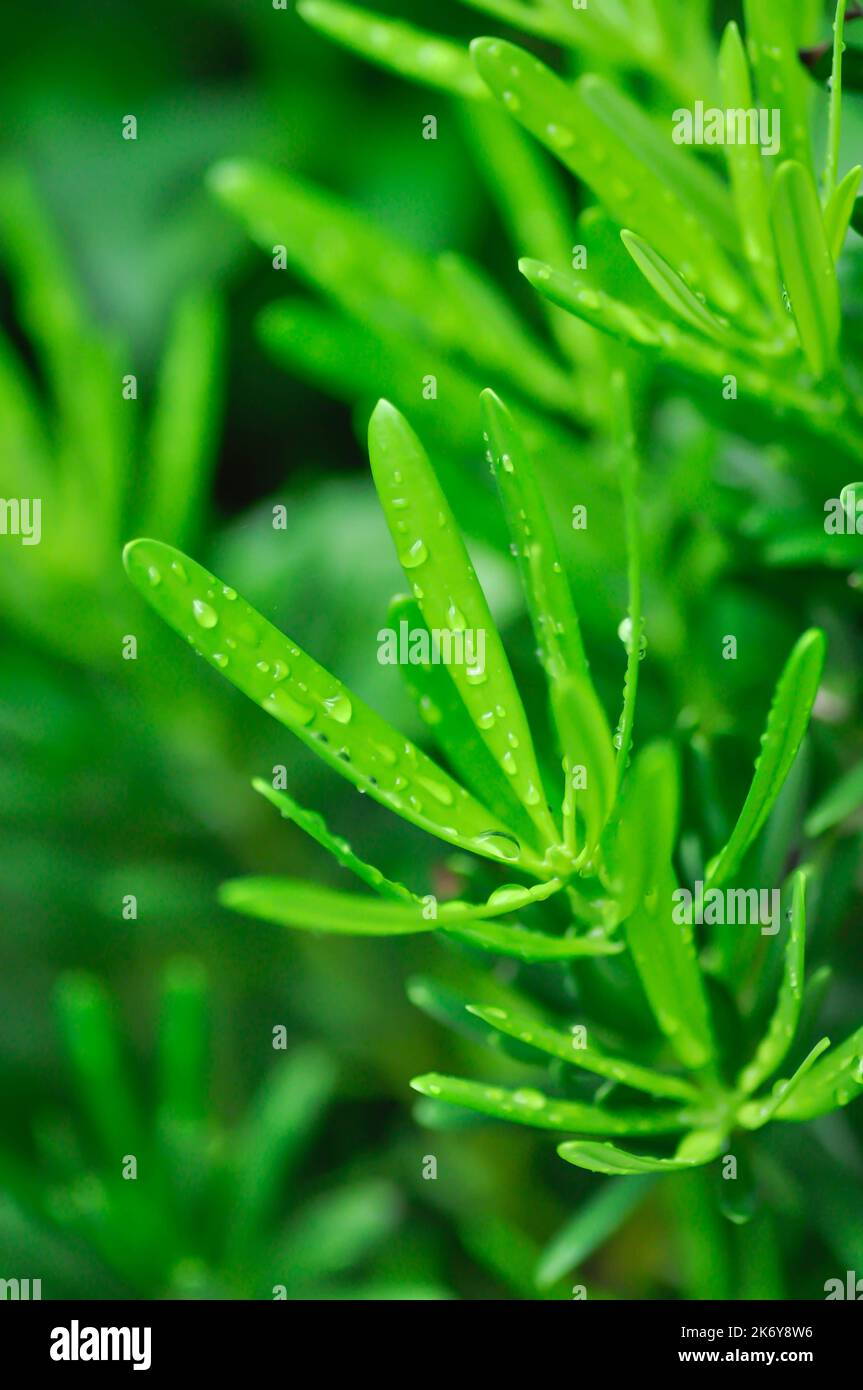 Podocarpus polystachyus, Sea Teak or Jati Laut or PODOCARPACEAE and rain drop or dew drop Stock Photo