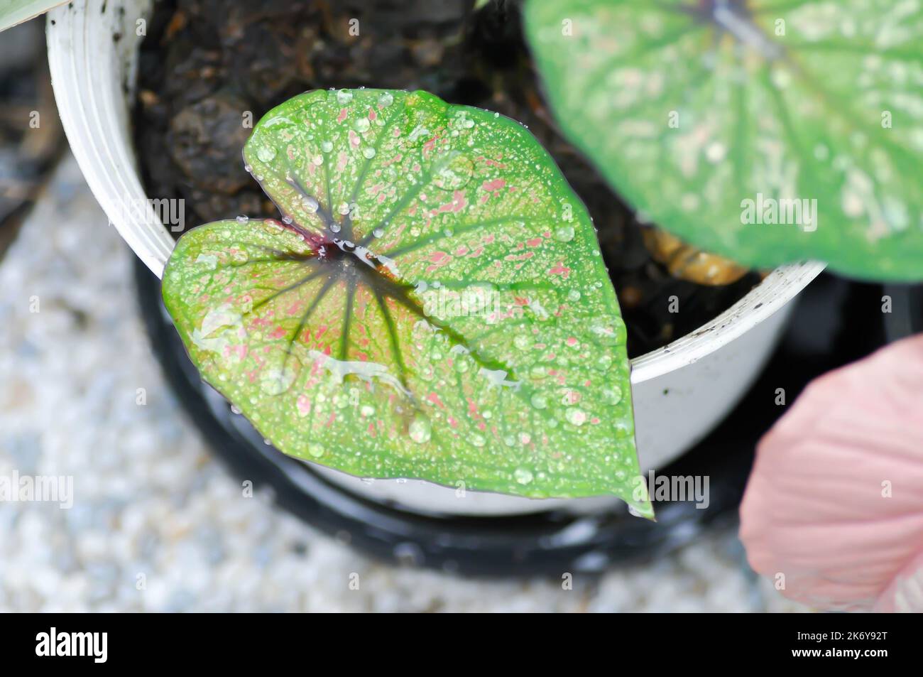 caladium bicolor, Fancy Leaf Caladium or Caladium Ming Mongkol and rain drop or dew drop Stock Photo
