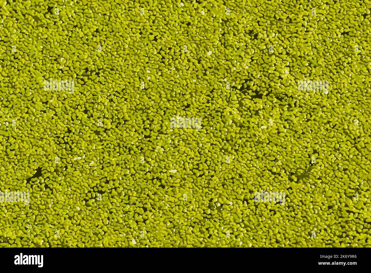 Realistic vector illustration of a background with abstract pattern made of aquatic plant Lemna. Green leaves of duckweeds on sunny day Stock Photo