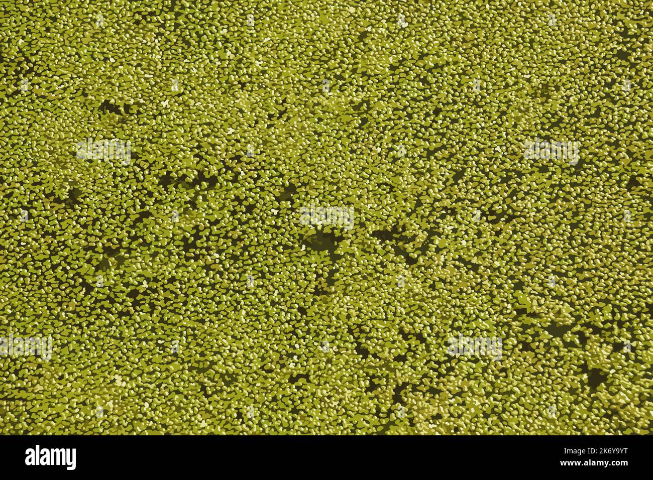 Realistic vector illustration of a background with abstract pattern made of aquatic plant Lemna. Green leaves of duckweeds on sunny day Stock Photo