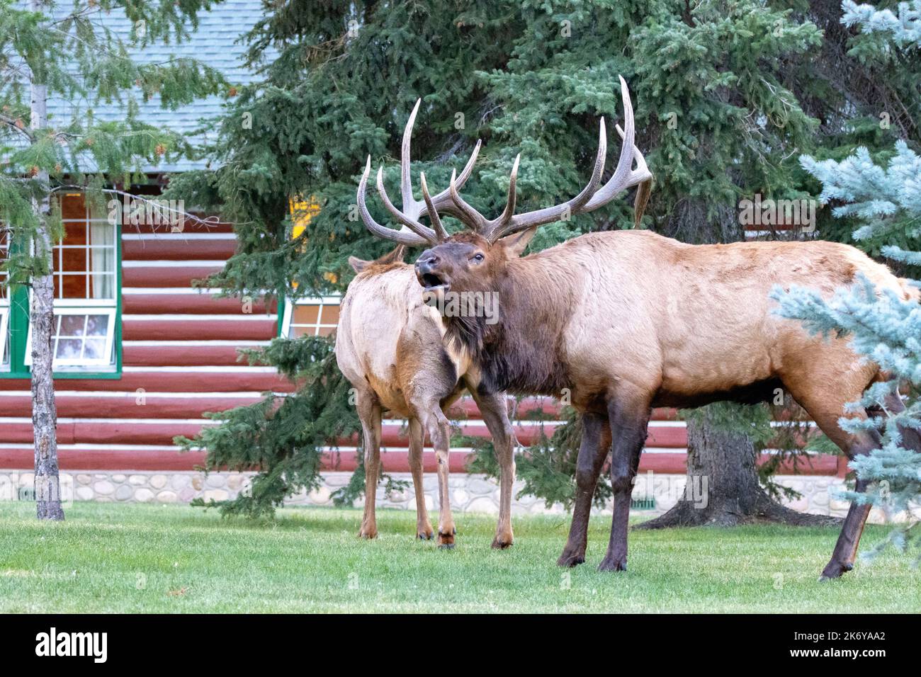 Wild animals mating hires stock photography and images Alamy