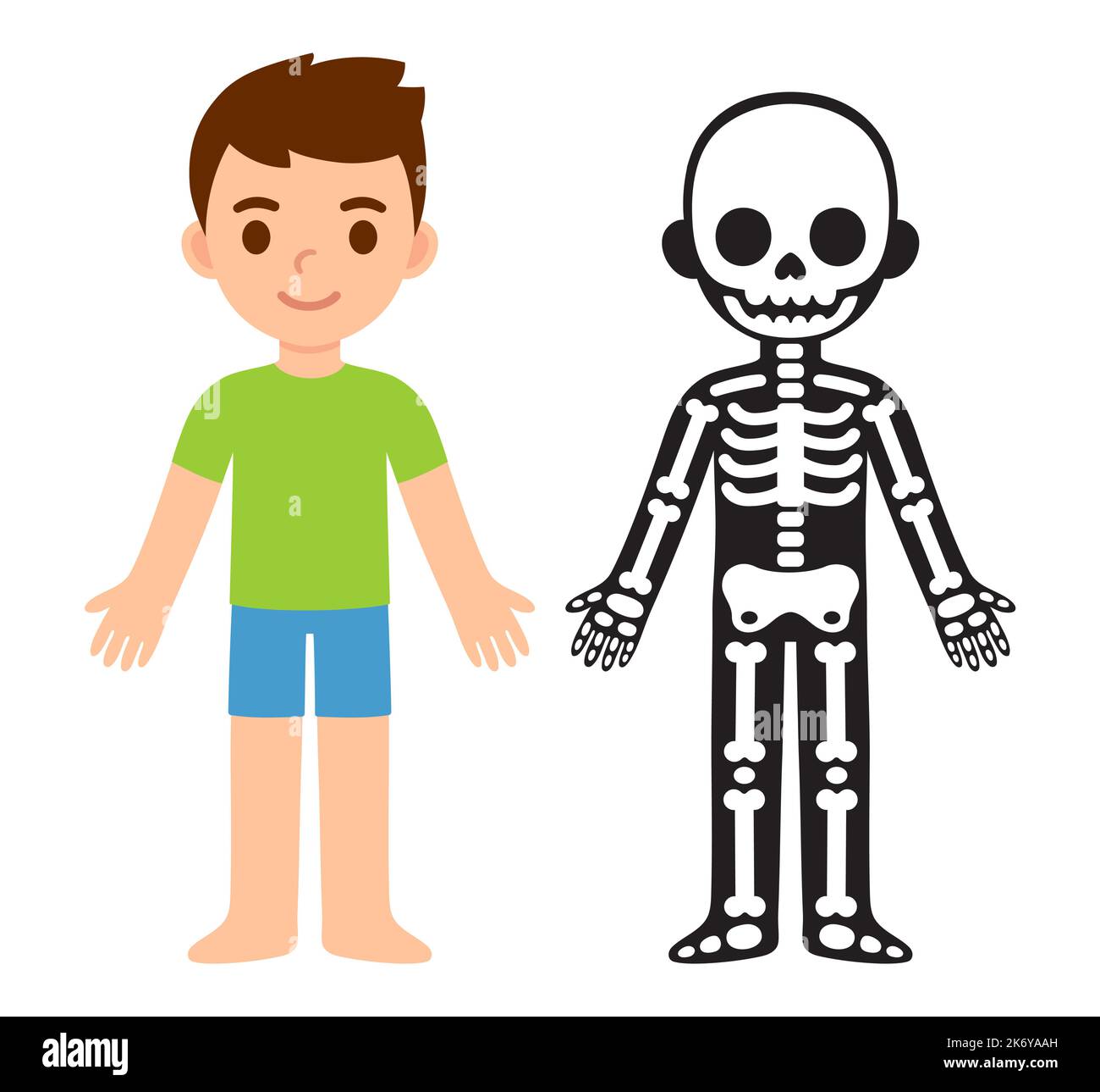 Cartoon child skeleton anatomy chart. Simple flat vector illustration of boy and his bones. Isolated vector clip art. Stock Vector