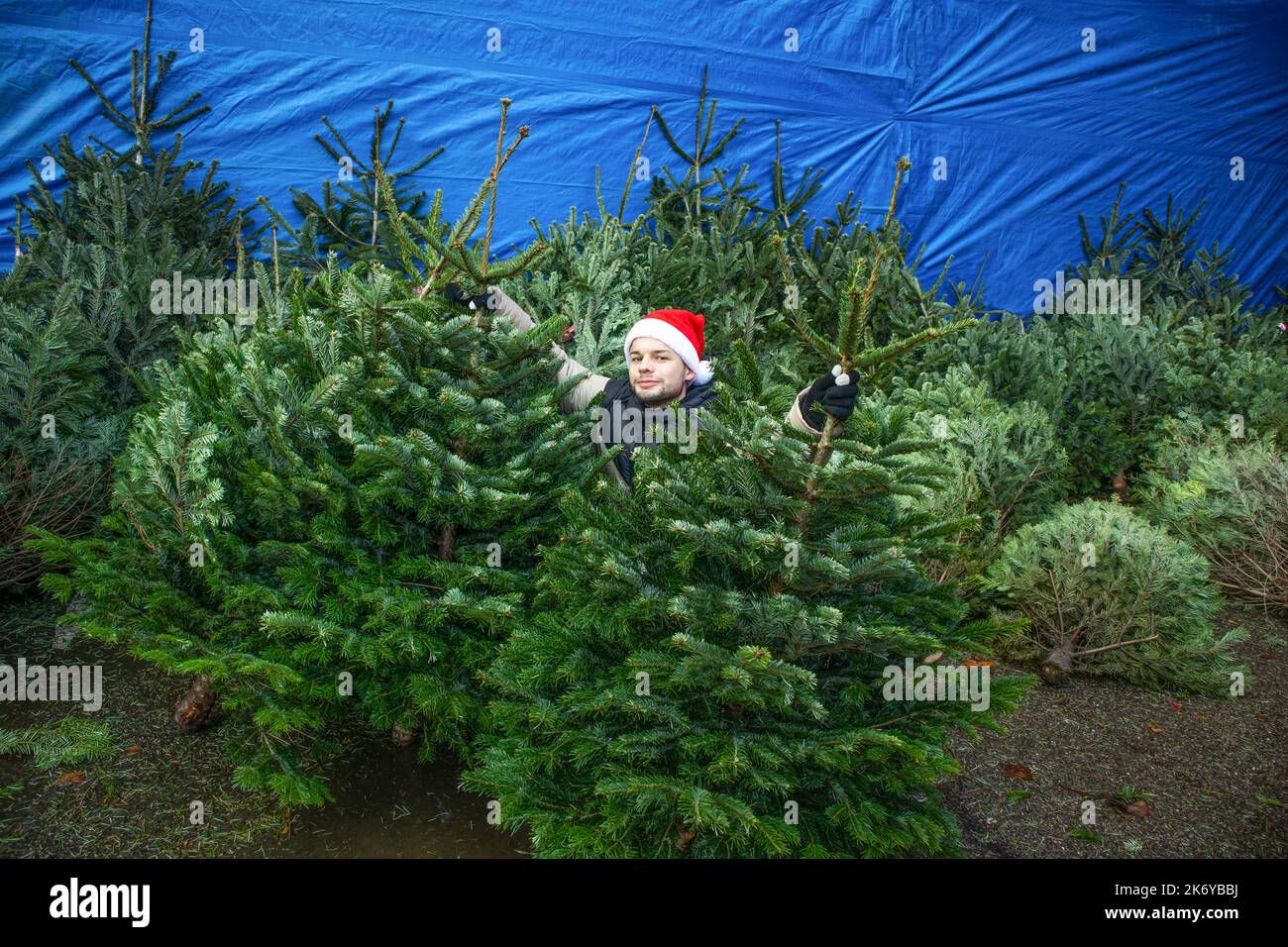 Christmas. A young man sits in the trees, in a santa hat. Stock Photo
