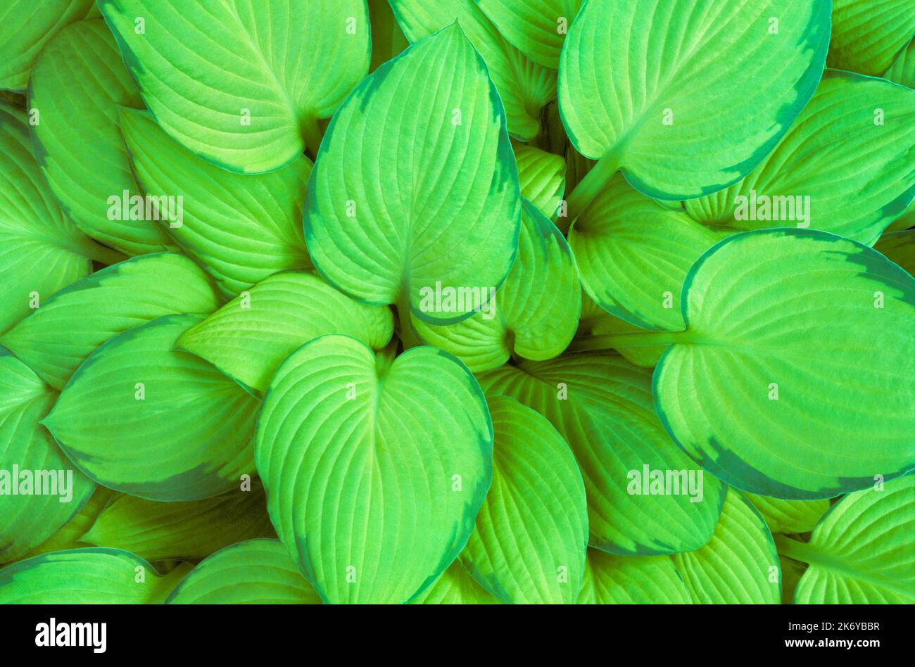 Hosta leaves 'Stained Glass' Stock Photo Alamy