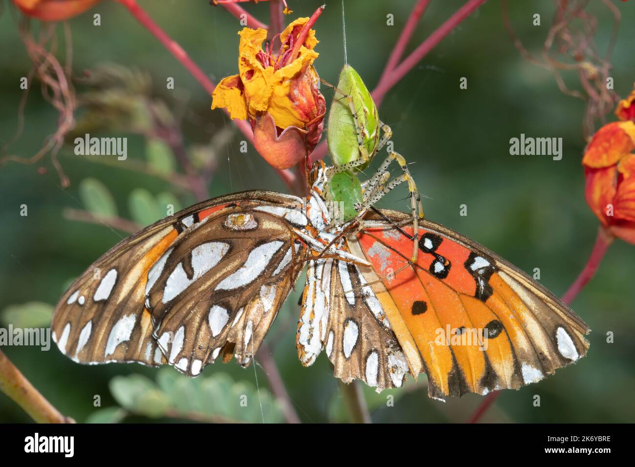 A green lynx spider makes a meal out of a gulf fritillary butterfly on a red bird of paradise plant at Mitchell Lake, San Antonio, Texas. Stock Photo