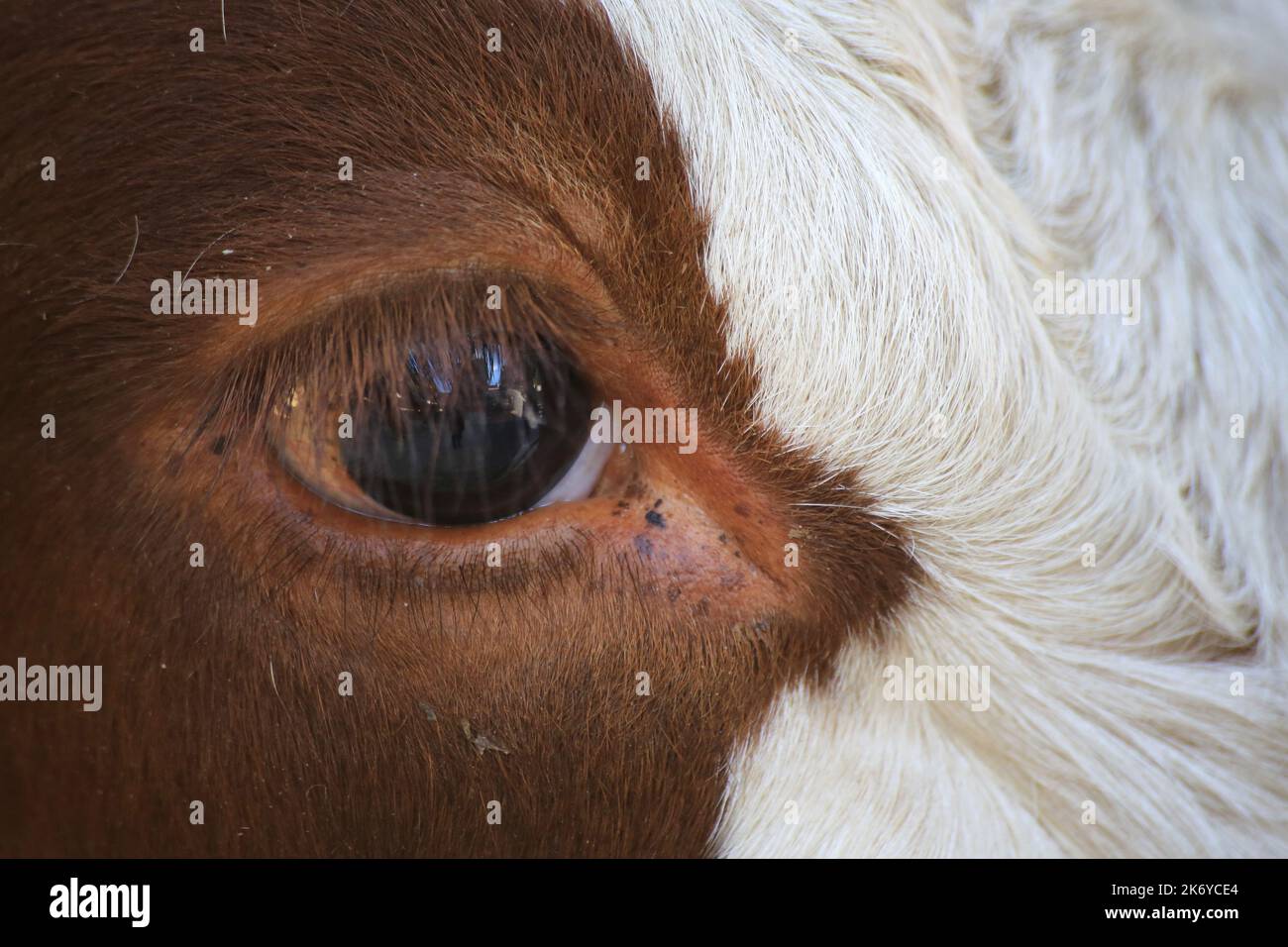 Vache laitière. Abondance. Saint-Gervais-les-Bains. Station de sports d'hiver. Haute-Savoie. Auvergne-Rhône-Alpes. France. Europe. Stock Photo