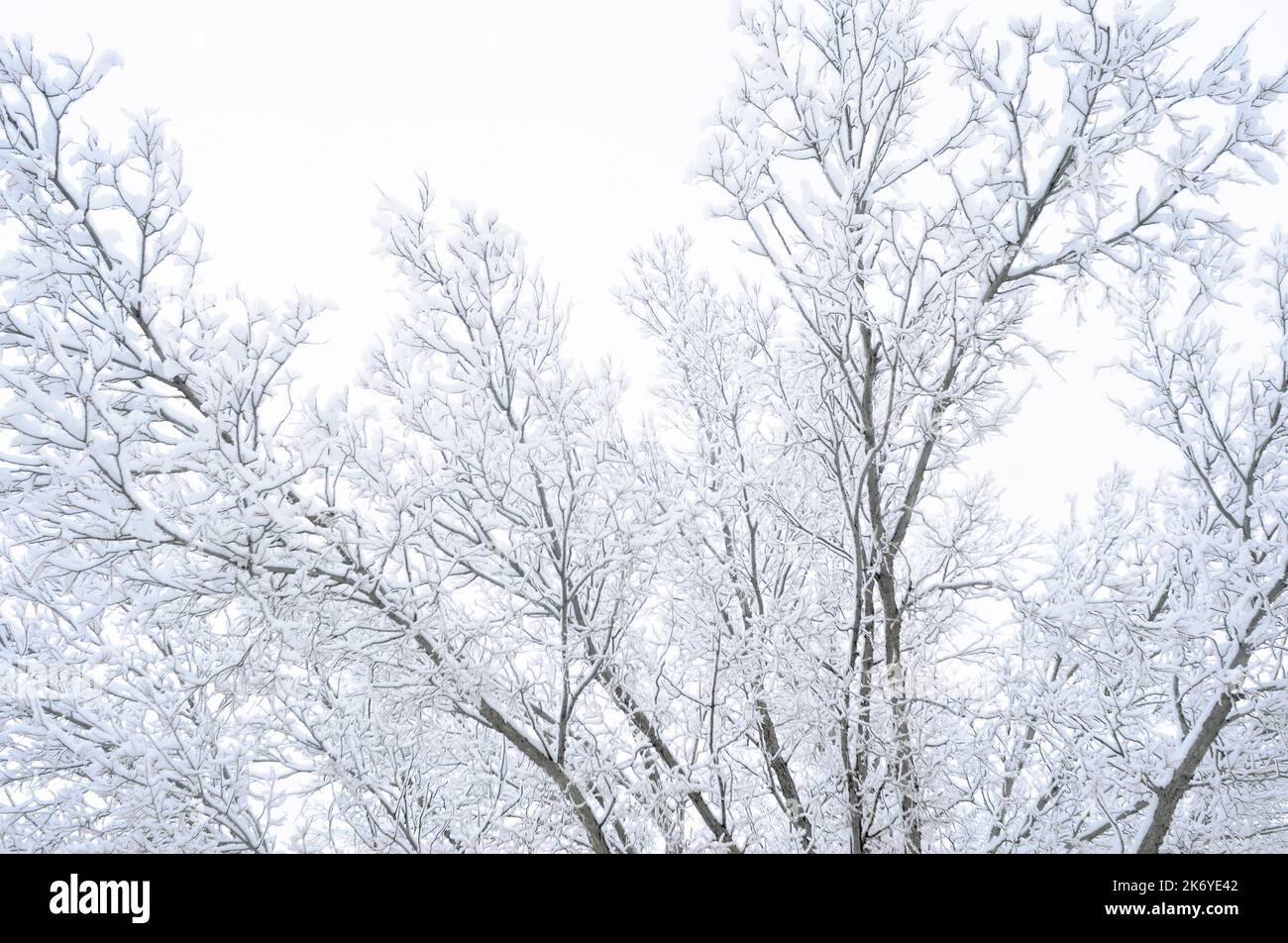Trees covered of snow hi-res stock photography and images - Alamy