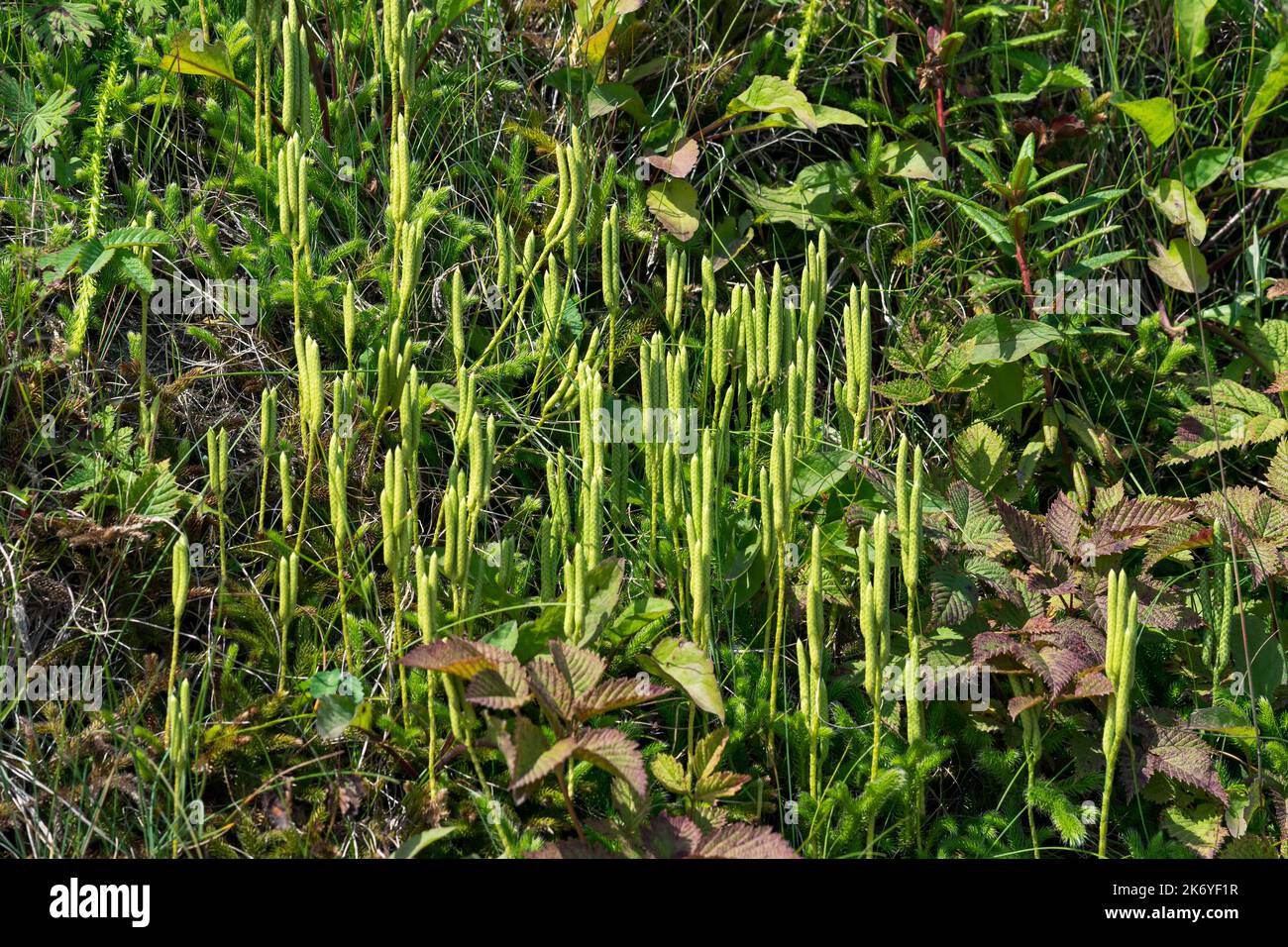 club moss sprouts among the grass Stock Photo