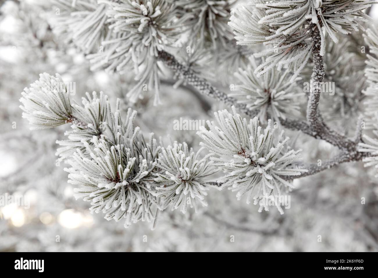 WY05109-00....Wyoming - Winter frosted trees in Fountain Paint Pot area, Yellowstone National Park. Stock Photo