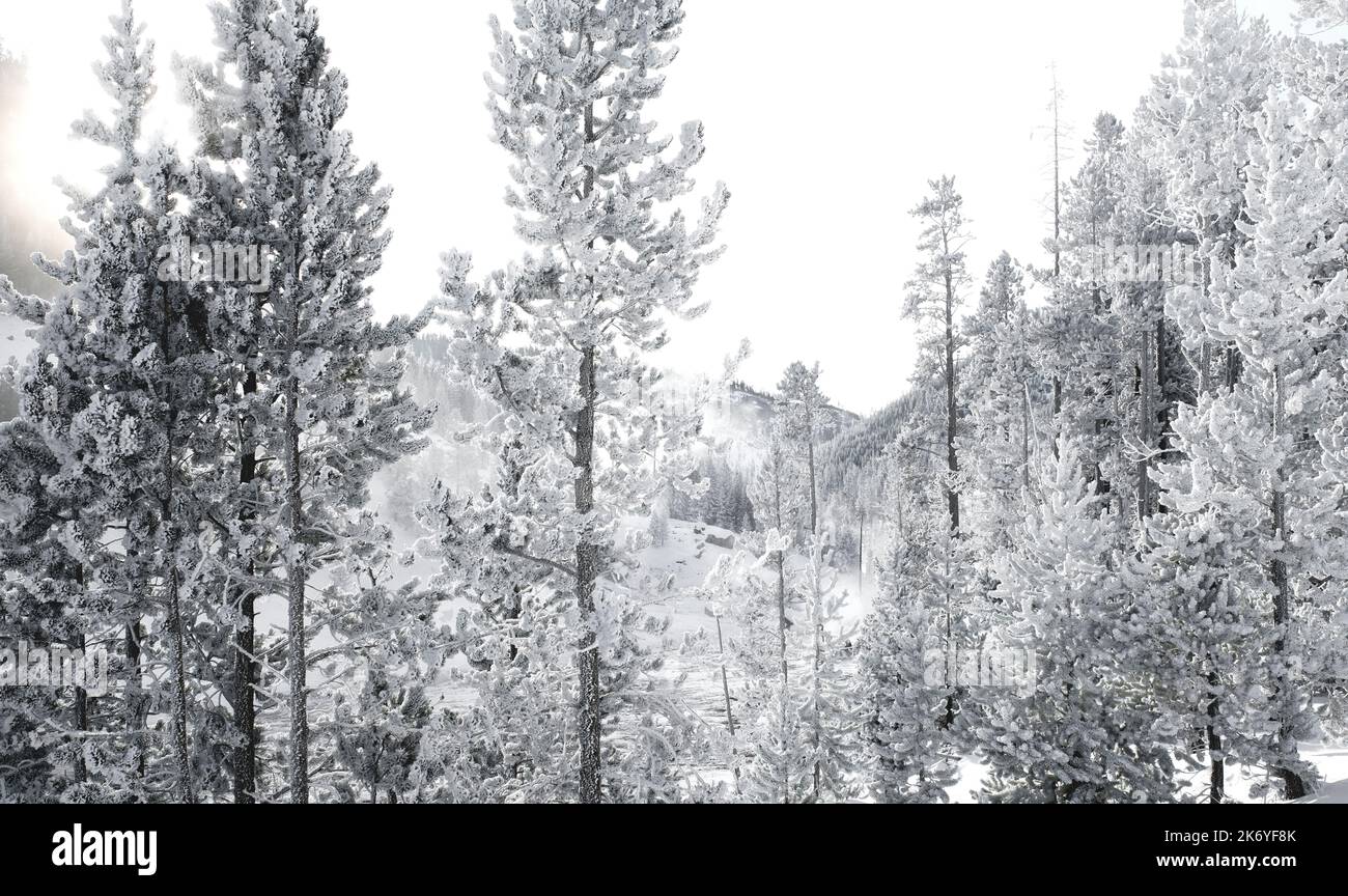 WY05114-00....Wyoming - Frosted trees in Yellowstone National Park. Stock Photo