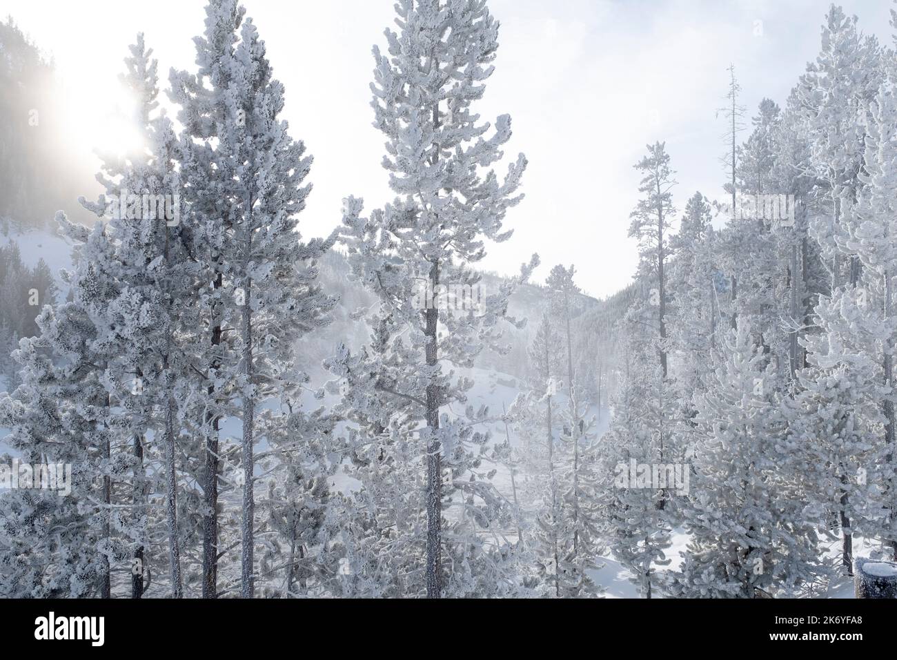 WY05115-00....Wyoming - Frosted trees in Yellowstone National Park. Stock Photo