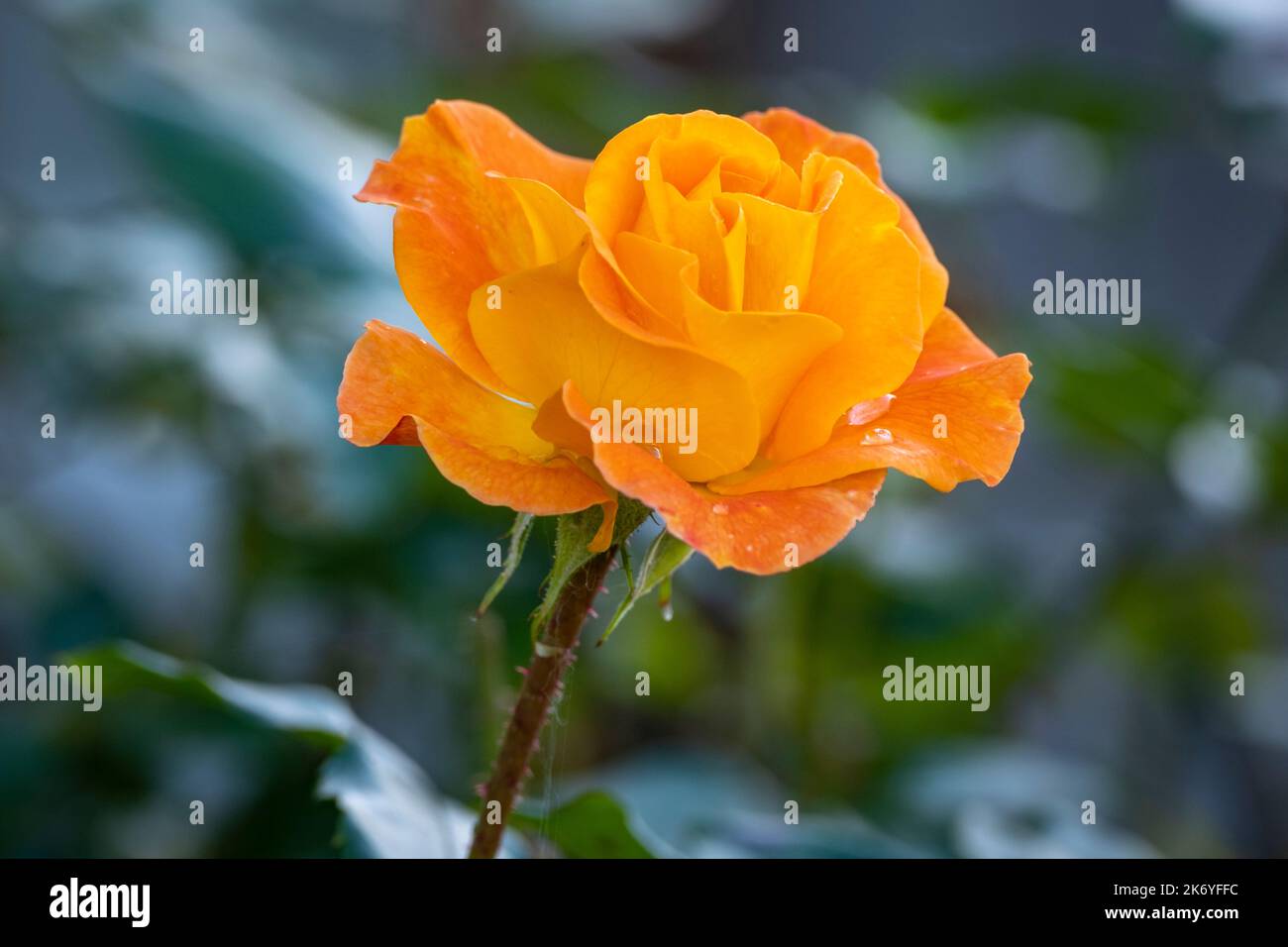 colorful flowers and plant in a garden Stock Photo - Alamy