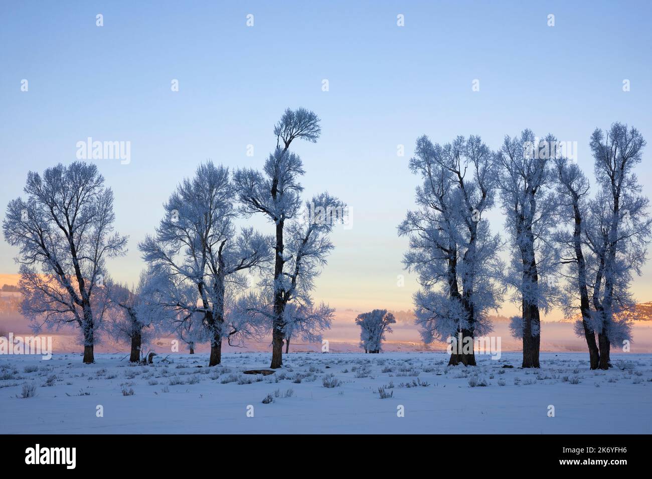 WY05128-00....Wyoming - Frosted trees at sunrise in the Lamar Valley of  Yellowstone National Park. Stock Photo