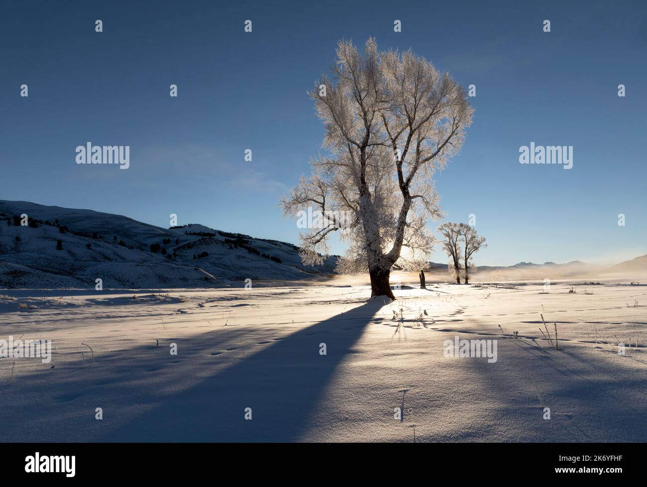 WY05130-00....Wyoming - Frosted trees at sunrise in the Lamar Valley of  Yellowstone National Park. Stock Photo