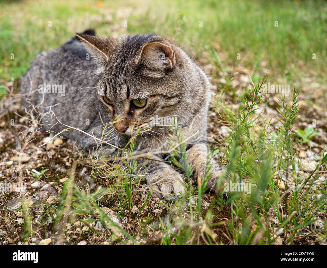 The face of a smart tabby cat Stock Photo