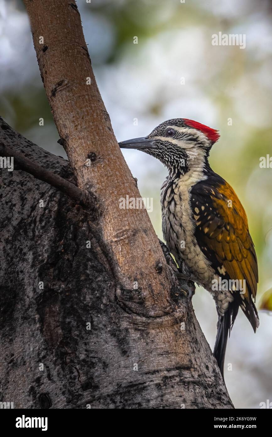 A Lesser golden backed woodpecker on a tree Stock Photo