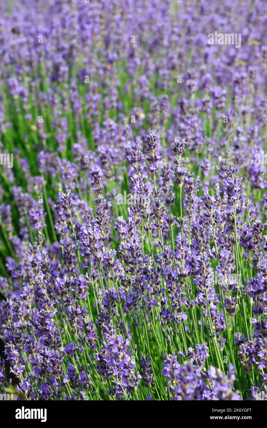 industrial cultivation with dense flowering bushes of fragrant lavender ...