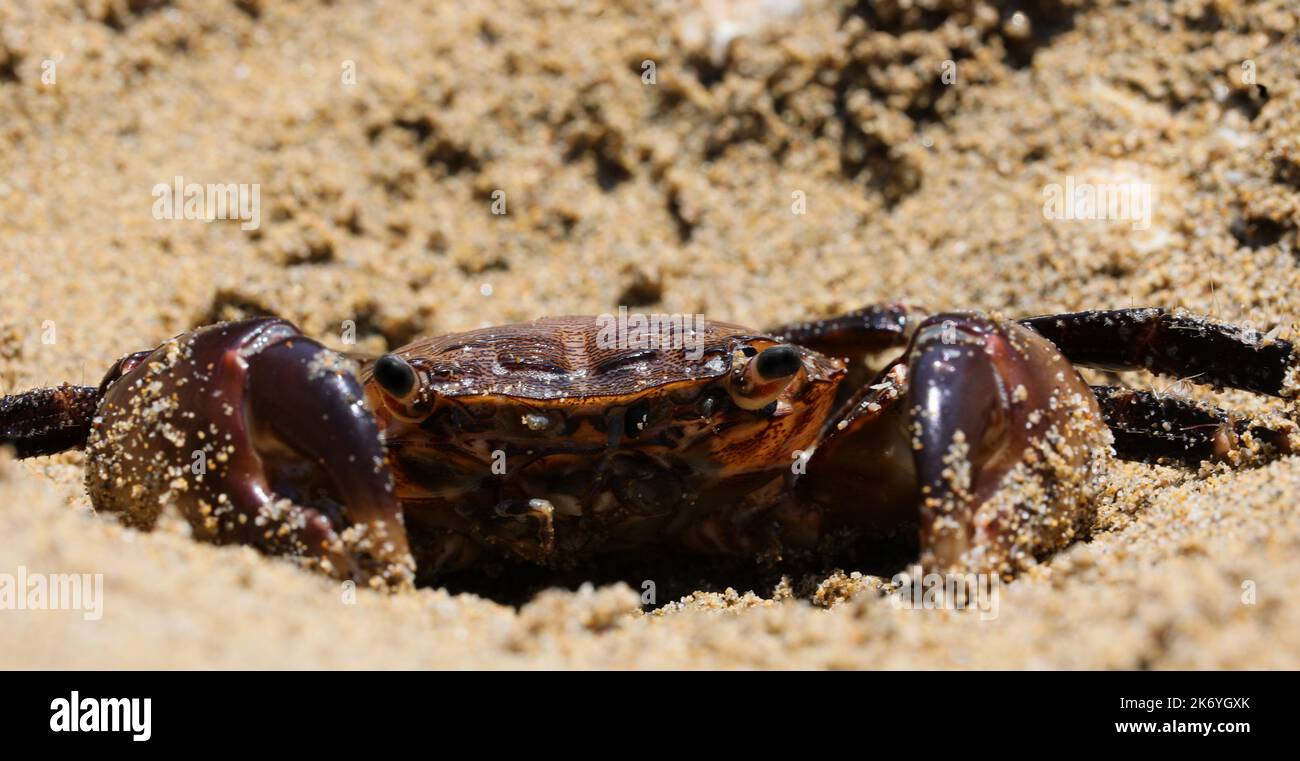 crab with powerful claws that camouflages itself on the sandy beach to catch prey Stock Photo