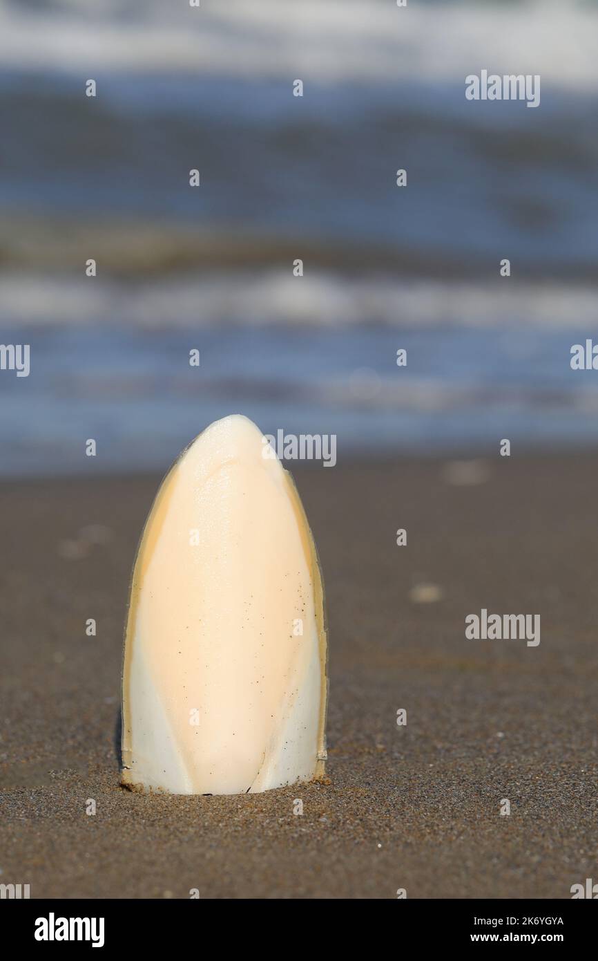 white cuttlefish bone beached on the beach by the sea Stock Photo