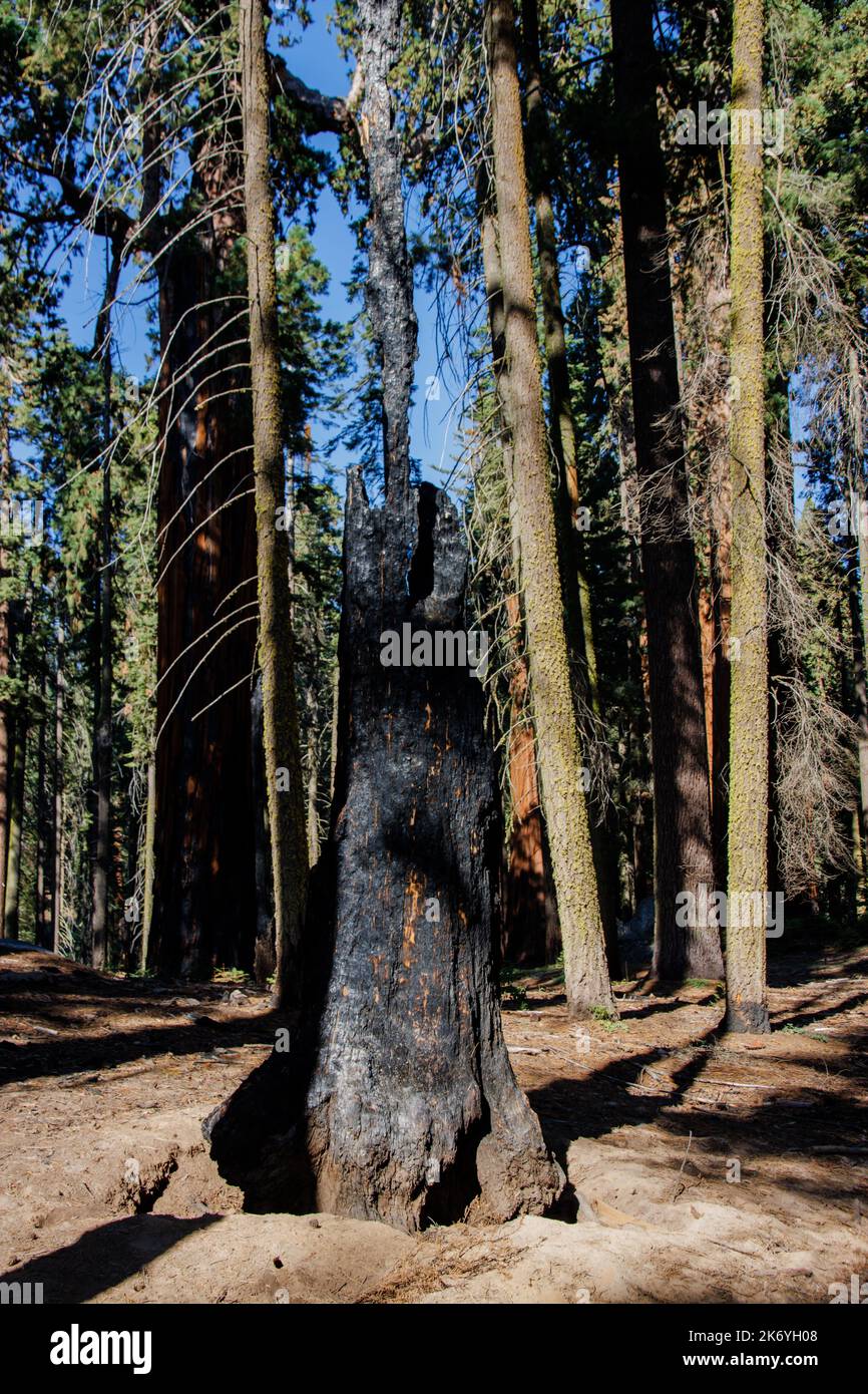 Burnt sequoia trees in Sequoia National park after a huge wildfire in the summer of 2022 Stock Photo