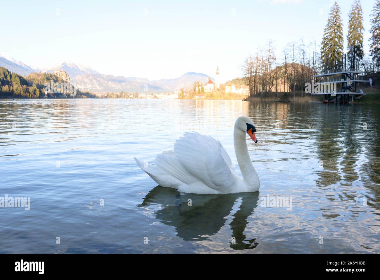 Swan at Lake Bled, Slovenia Stock Photo