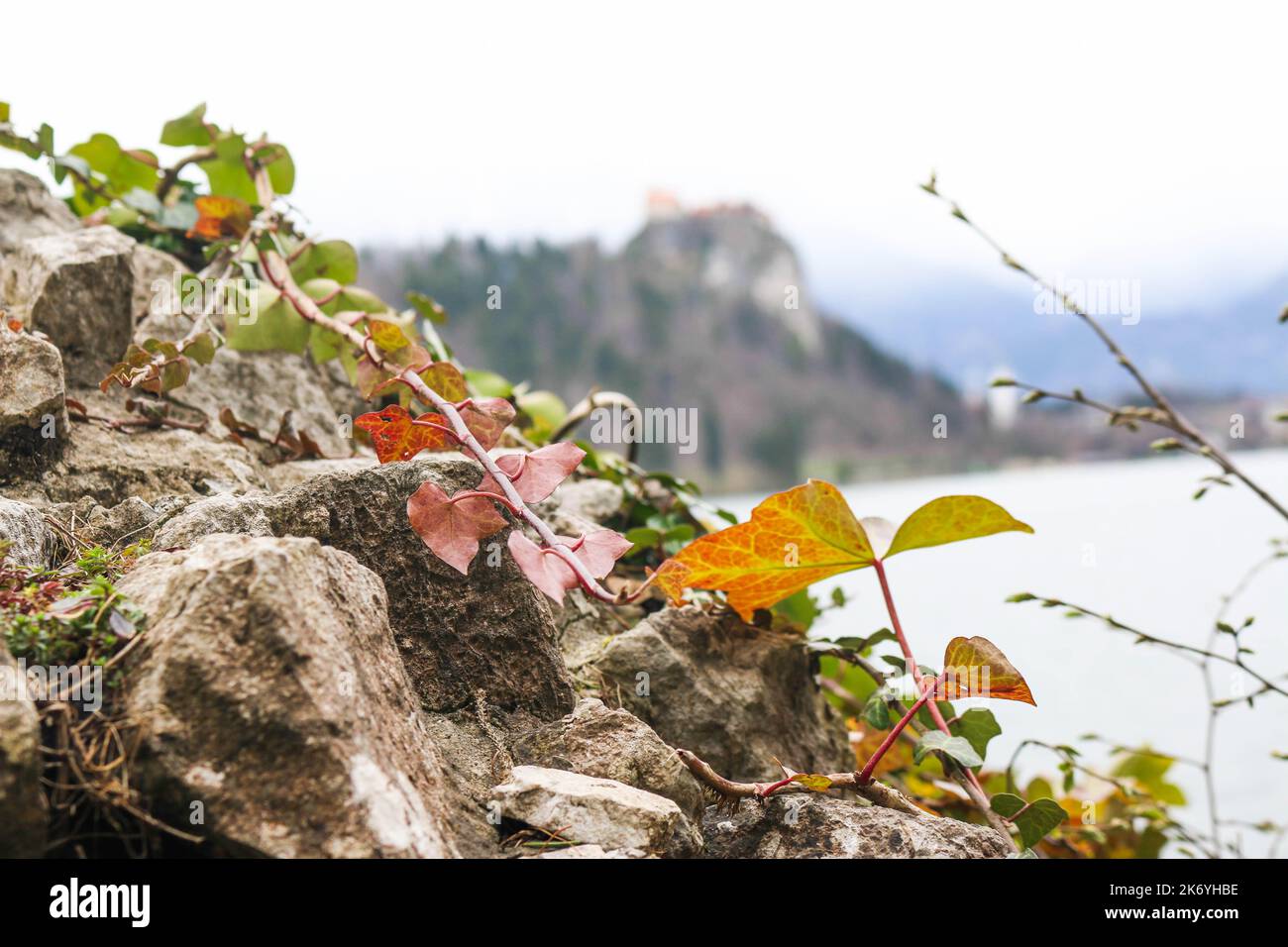 Close-up of leaves at Lake Bled, Slovenia Stock Photo