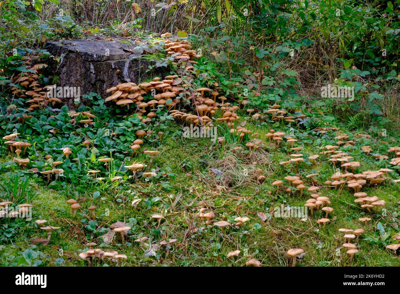 carpet of honey mushroom armillaria mellea growing down a shaded slope zala county hungary Stock Photo