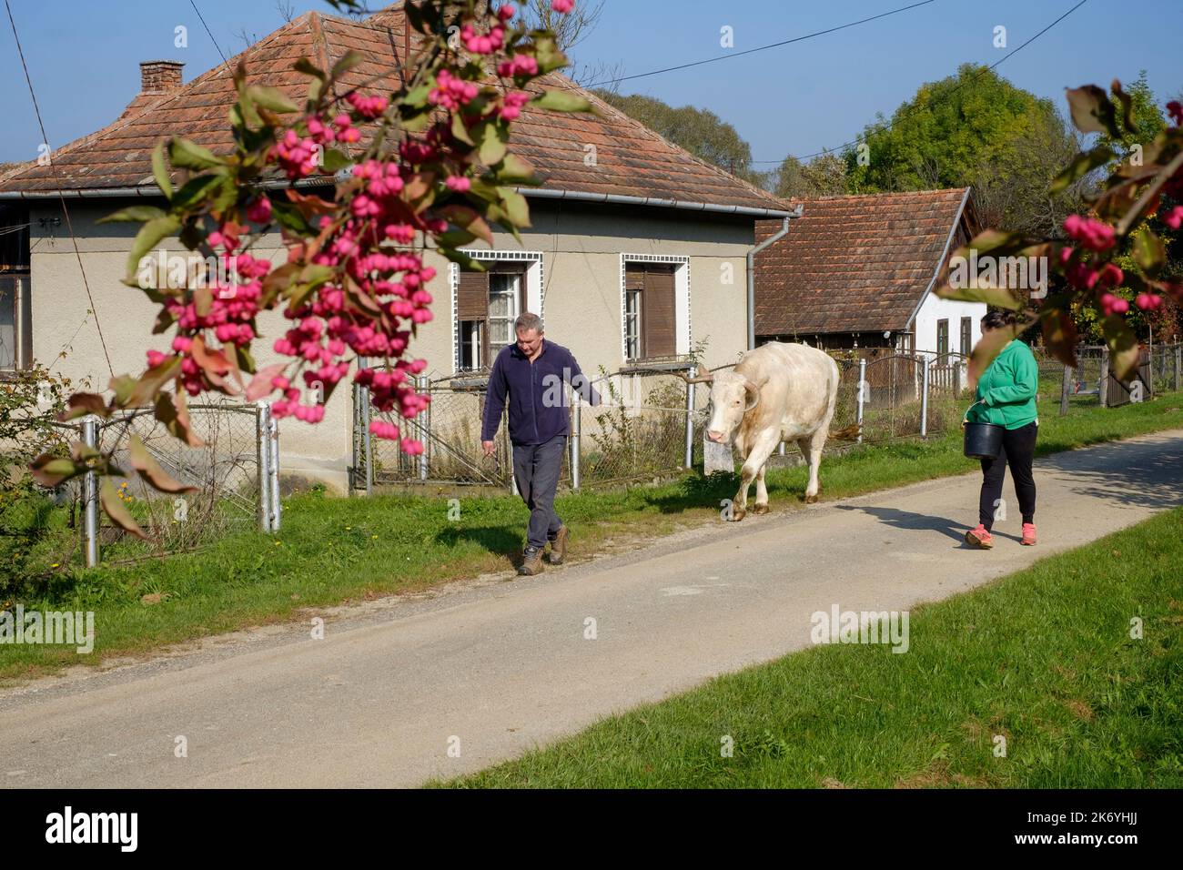 local couple walking their dairy cow to pasture through small rural hamlet lane zala county hungary Stock Photo