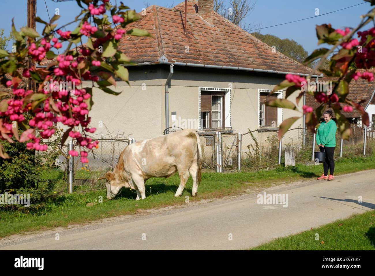 local woman walking her dairy cow to pasture through small rural hamlet lane zala county hungary Stock Photo
