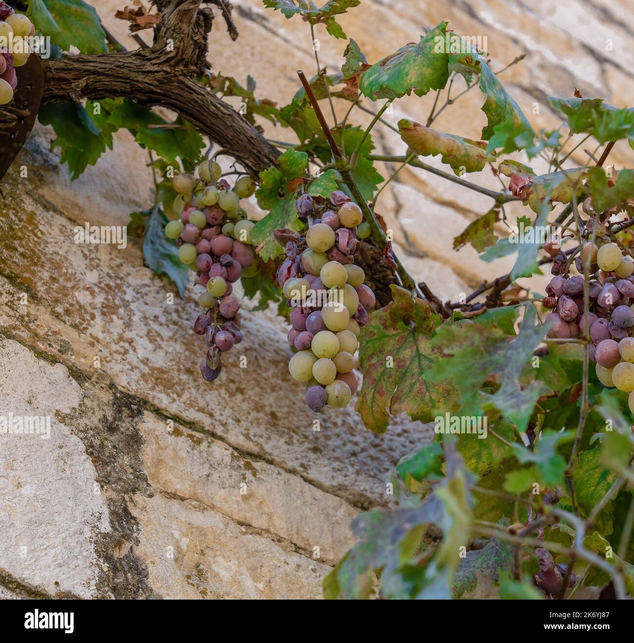 closeup of a mixed colour grape bunches and thick vine growing on a stone wall Stock Photo Alamy