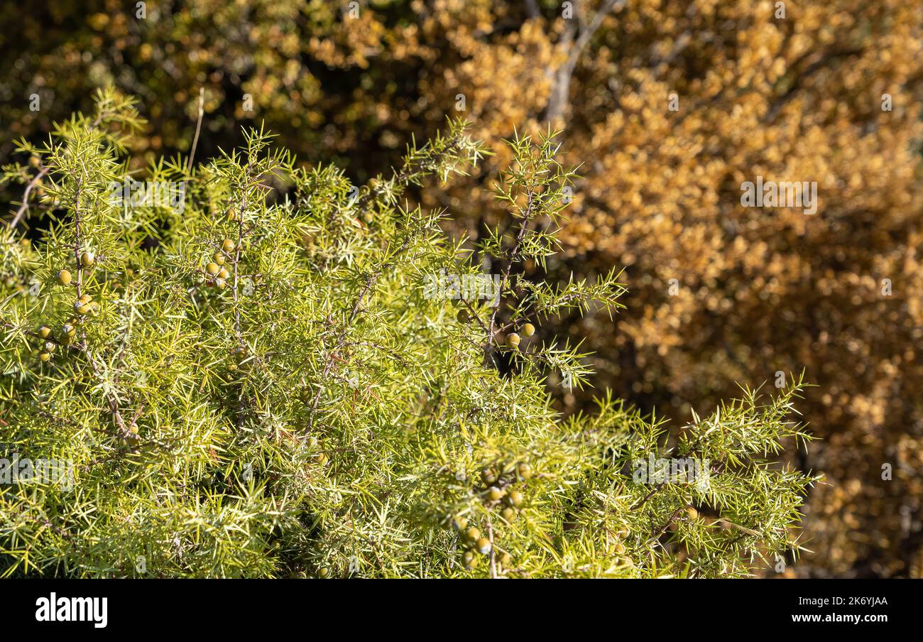 close-up of a sharp cedar, cade, cade juniper, prickly cedar or juniper oxycedrus Stock Photo