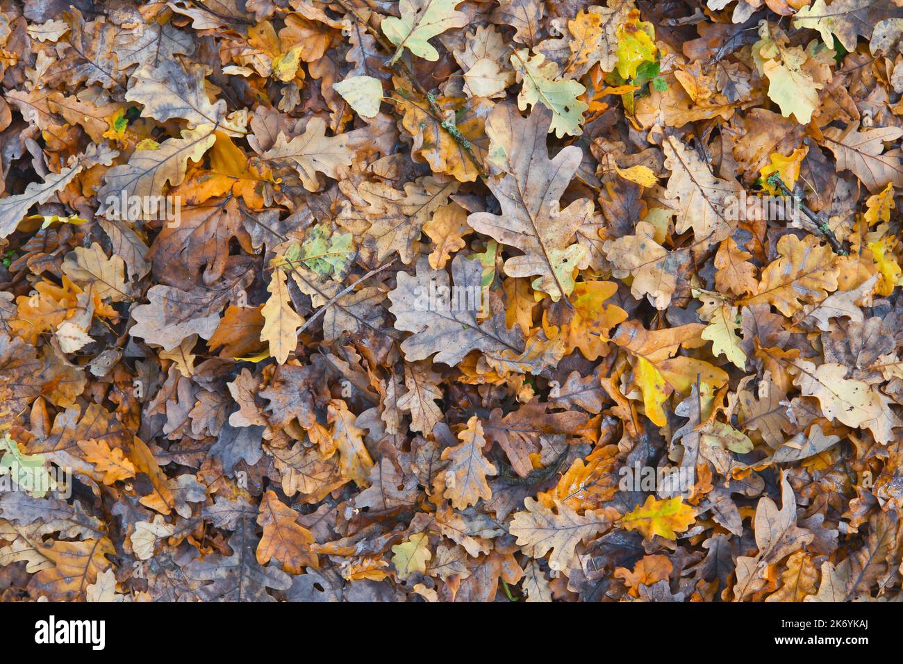 Dark brown and orange autumn fallen leaves as background. Late fall ...