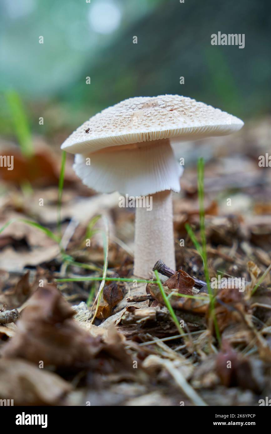 Setas y hongos, Mushroom and fungus Stock Photo Alamy